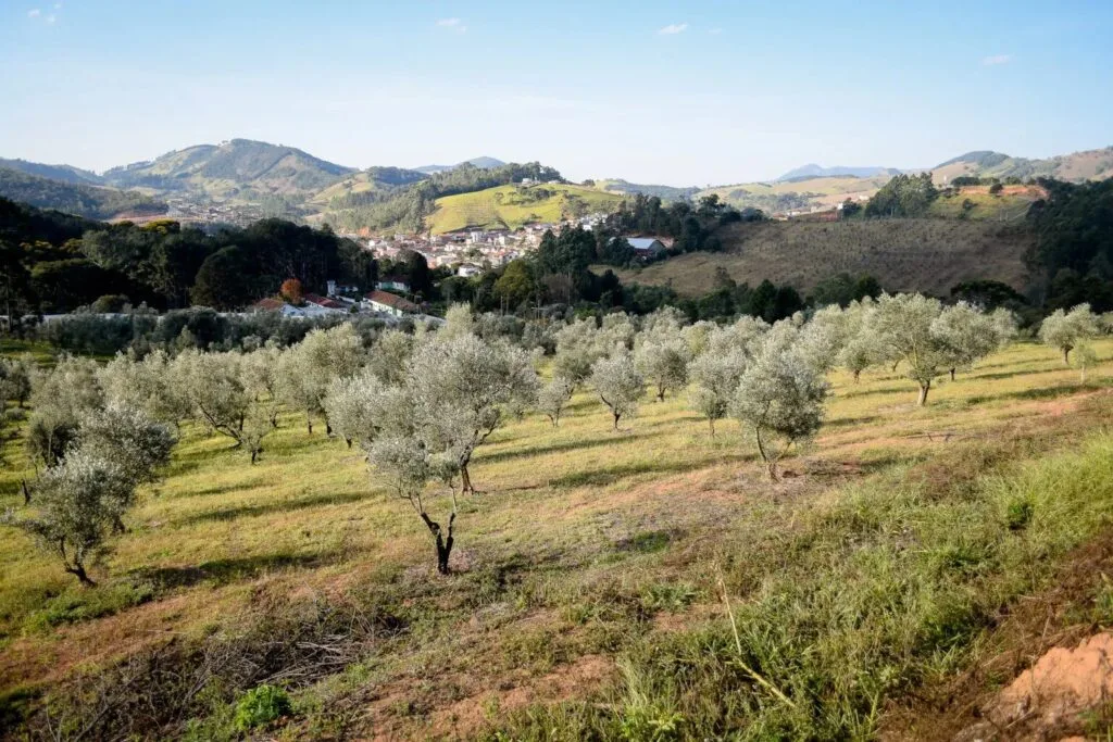Oliveira como símbolo de conexão entre saúde humana, animal e sustentabilidade ambiental 8 foto maria eduarda rocha