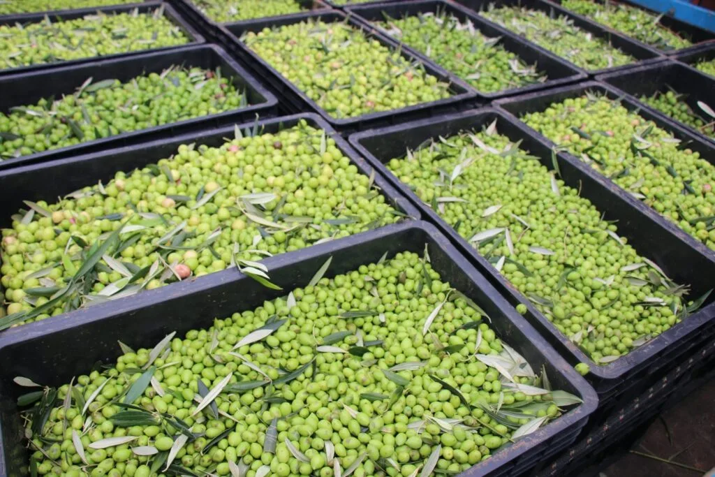 EPAMIG acompanha projeção de safra recorde na olivicultura 2 Colheita em Maria da Fe Foto de Erasmo Pereira Ascom EPAMIG scaled 1